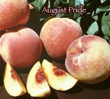 PEACHES AUGUST PRIDE Large, all purpose yellow freestone for mild winter climates.