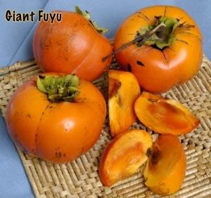 GIANT FUYU Larger, not as flat as Fuyu. Crunchy when ripe like Fuyu. Sweet, flavorful, non astringent.