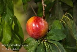 Late Nov PLUMS AUTUMN ROSA Amber colored flesh, moist but very firm, and a heavy fruit for its size.