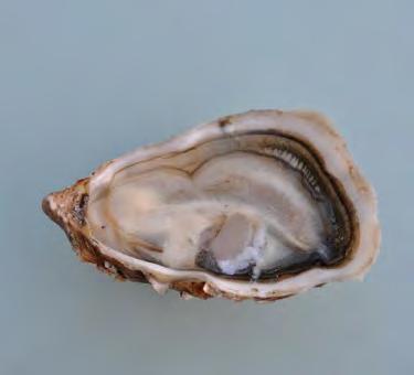 HUÎTRES PIGEONNIER Booth Z6-A15-5 SAS PIGEONNIER is specialized in oysters for over 30 years and covers a wide activity in this area: The production of oysters in different places The wholesale