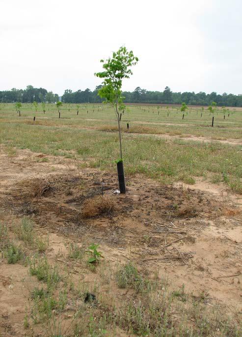 Weed-free Area Required around Young Pecans for Optimum Growth and