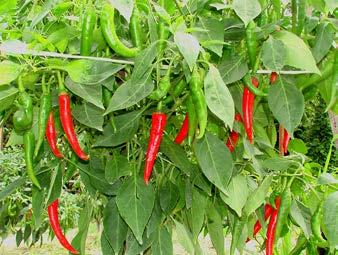 Pest and disease management: The important pest attacking chilli and capsicum are thrips, aphids, pod or fruit borer and mites.