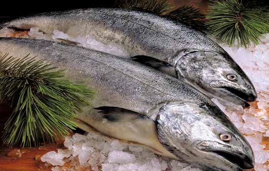 NEW Icelandic Arctic Char Flown directly in from Iceland, Arctic Char is an