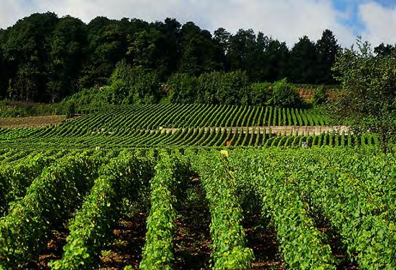 producers in the region, Eric Rodez, will take us on a tour of his property, to show us first hand how he tends his land and creates his world-renowned champagnes.
