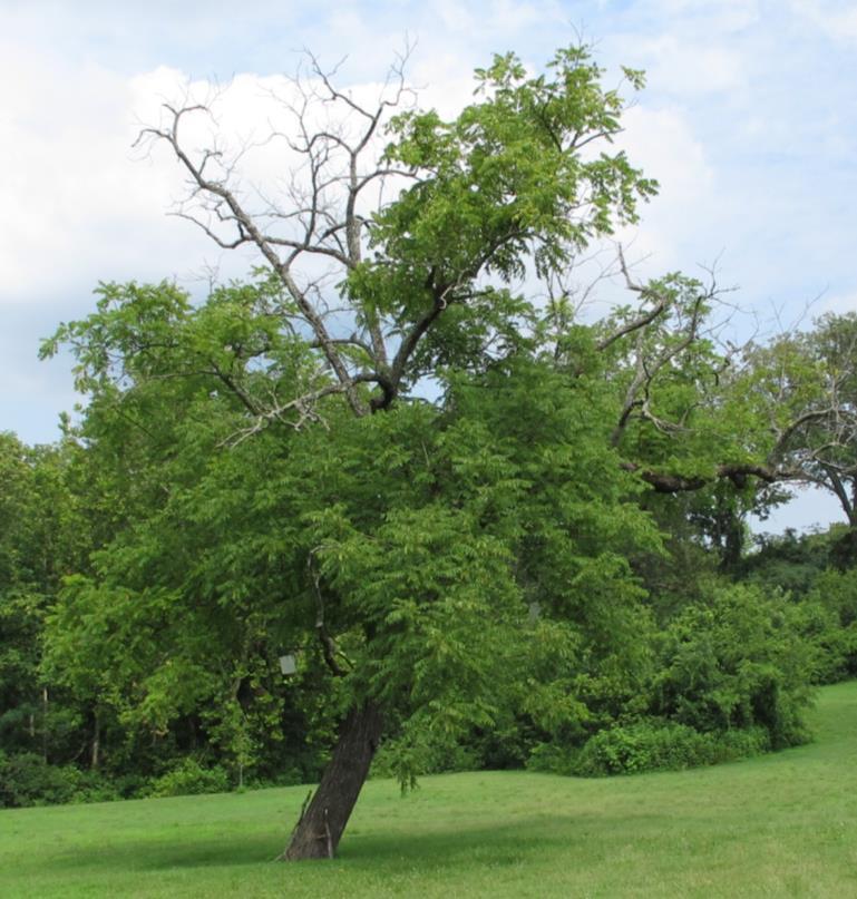 (May-August) Many declining walnut trees in MO