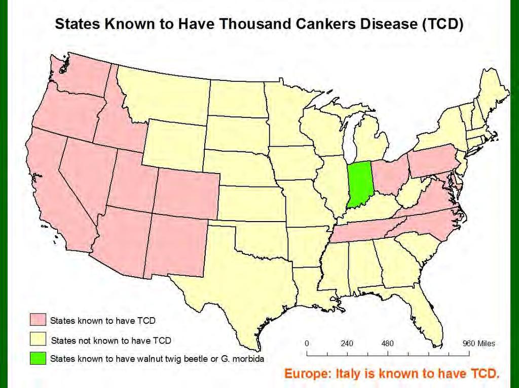 States Known to Have Thousand Cankers Disease (TCD) D States known to have TCD D States not known to have TCD
