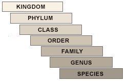 Botanic Taxonomy Linnaean
