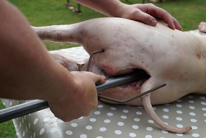prepare the pig, before inserting