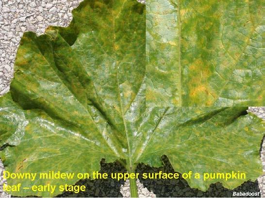 and necrotic. During moist weather the corresponding lower leaf surface is covered with a downy, pale gray to purple mildew. Often an upward leaf curling will occur.