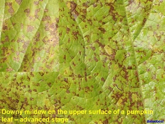 Gavel can be used to control downy mildew of cucurbits other than pumpkins.