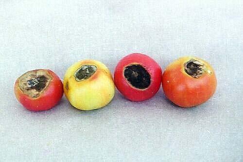 also occur on the inside of the fruit in the tissue surrounding the seed where it is called black seeds.