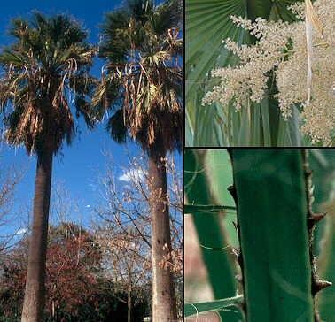 Arecaceae palm family Washingtonia filifera California fanpalm
