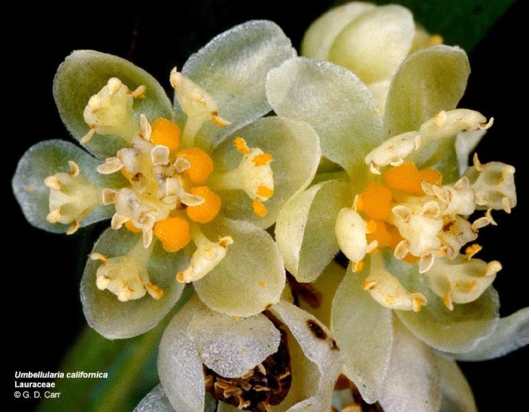 Lauraceae laurel family Umbellularia californica