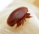 Varroa Mite (Varroa jacobsoni) How to recognize Varroa mites : Varroa mites are small reddish/brown colored insects that feed off of the body fluids of adult bees as well as larvae.