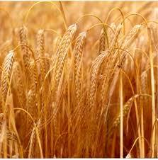 1. Barley It was one of the first cultivated