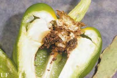 Why do we care about pepper weevil?
