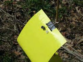 Catching the pepper weevil We drilled holes into a 6 x12 yellow sticky card to accept a
