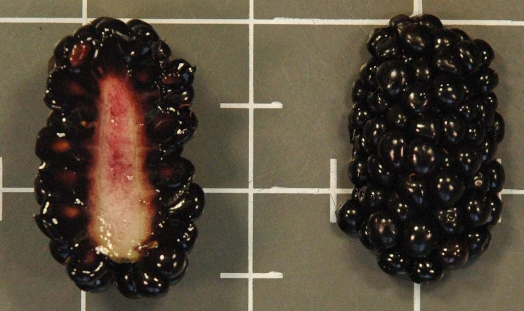 Aggregate fruit Each drupelet is an individual fruit with a single ovary Fleshy receptacle Blackberry Fruit Structure