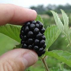 Blackberries- Summer or Fall Fall-fruiting Advantages Pruning is easy Fruiting?
