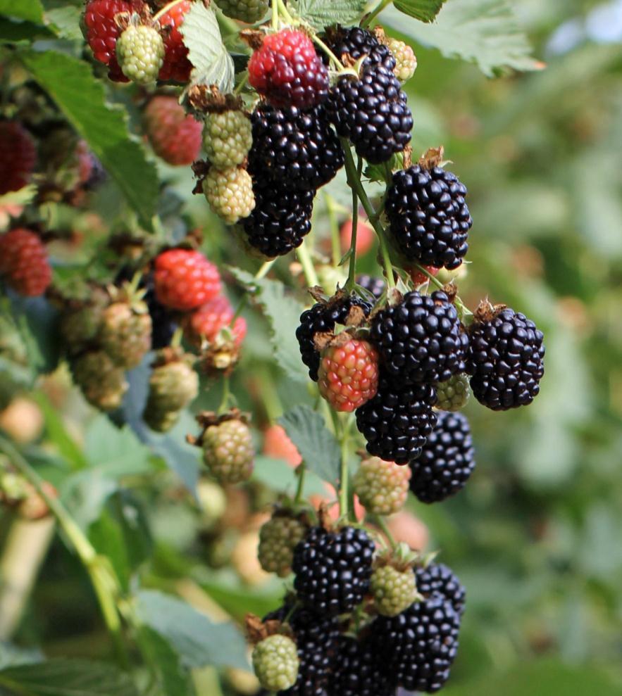 Von Von is a new erect, thornless, floricane-fruiting blackberry. High yield Medium size (6.