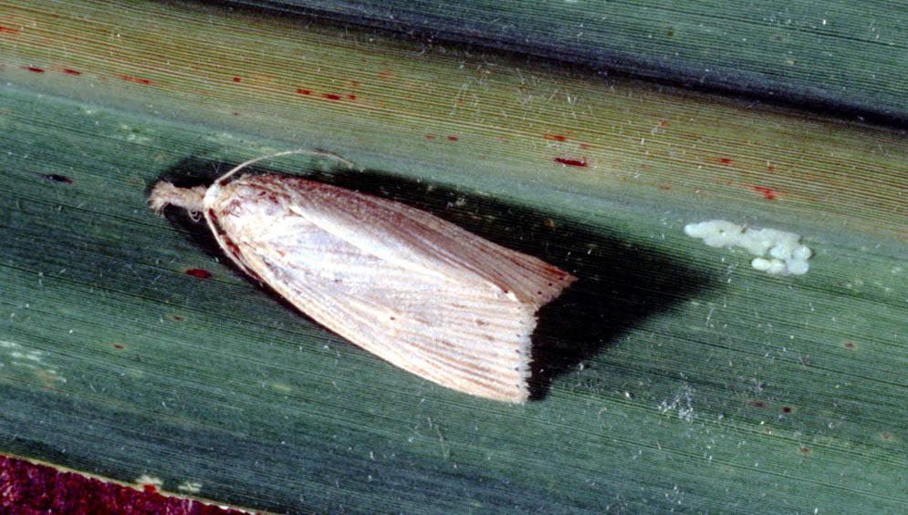 Although this insect's principal host is sugarcane, other grasses including rice and corn have been reported as alternative hosts.