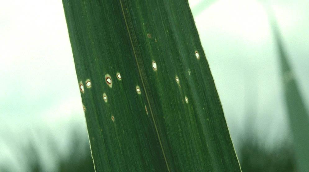 Larva of the sugarcane borer. Credits: David Hall, Figure 4. Signs of a stalk infested by a sugarcane borer larva. Figure 3. Pin-hole damage by sugarcane borer larva. stalk. Finally, after having reached a length of about an inch, the larva molts into the inactive pupal stage within the stalk.