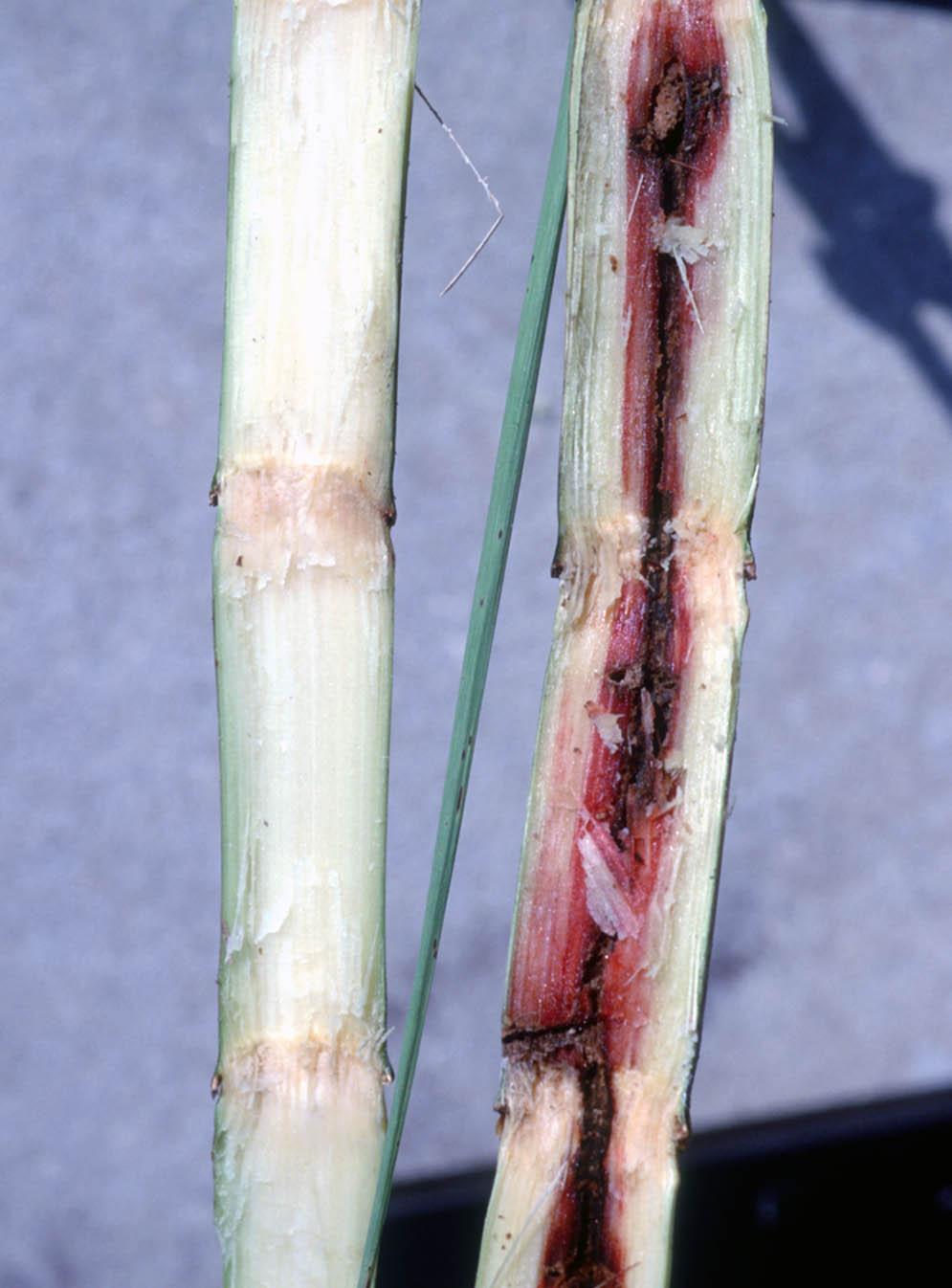Sugarcane Borer in Florida 3 as control measures, if necessary, can then be applied before any damage to stalks occurs.