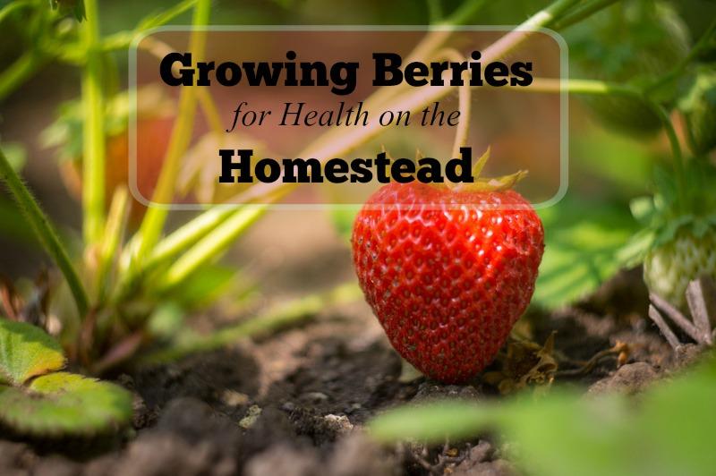 Growing Blueberries, Raspberries and Strawberries for a Healthy Homestead Growing blueberries, strawberries, raspberries and blackberries is a great way to add nutritional food to your back yard.