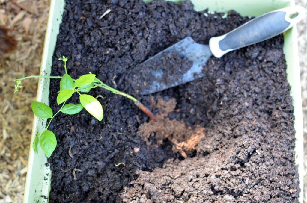 Direct Sow Blueberries Method for Growing Prepare the area for planting and add the appropriate soil amendments to create a low ph, high acid environment.