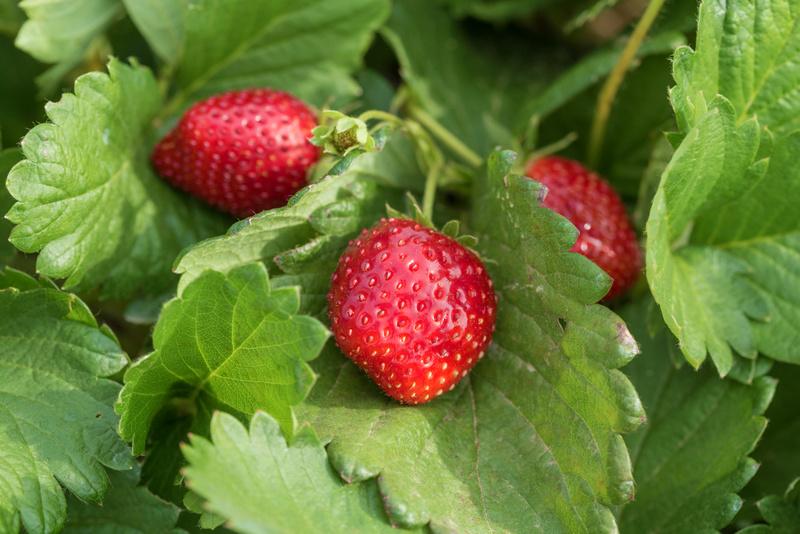 control the expansion somewhat, plant in large containers. The strawberry will put out runners even from a container and those can take root in surrounding yard space.