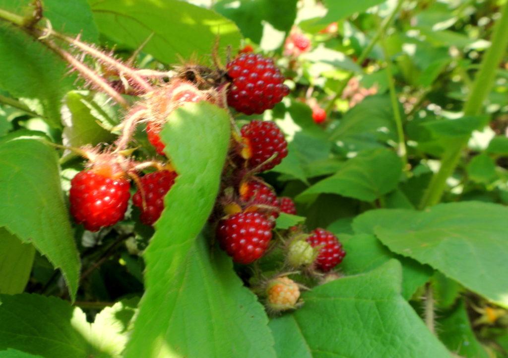 Blackberries and Raspberries should have their canes pruned back after the fruiting or in the fall. Mulch the plant at the base for winter.