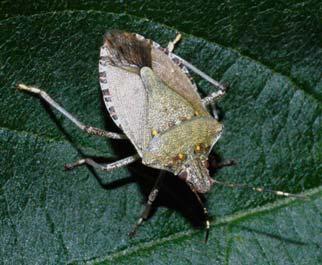 Halyomorpha halys (Ståhl) Also known as Brown Marmorated Stink Bug Yellow-brown stinkbug East Asian stinkbug A major pest of