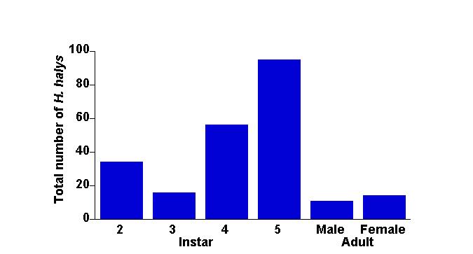 Pheromone attracts males, females and nymphs Total number of H.