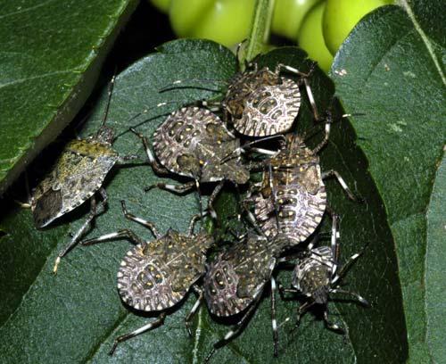 Brown Marmorated Stink Bug Halyomorpha halys First observed in Allentown, Pennsylvania, in 1996 It was not