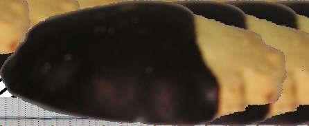 thin shell of dark chocolate.