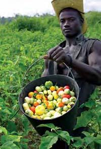 146 LOST CROPS OF AFRICA This is a resource that is easy to raise, relatively free of disease and pests, and capable of providing a steady supply of both food and income.