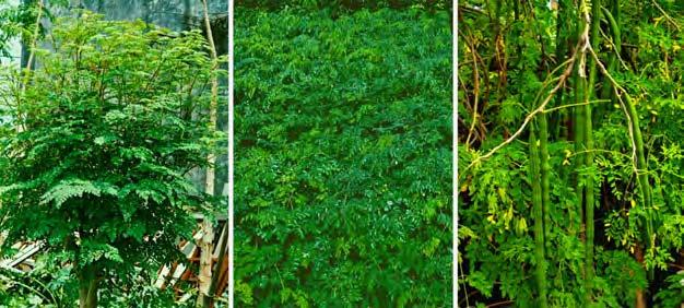 254 LOST CROPS OF AFRICA With its mother lode of vitamins and minerals, moringa is possibly the planet s most valuable undeveloped plant, at least in humanitarian terms.