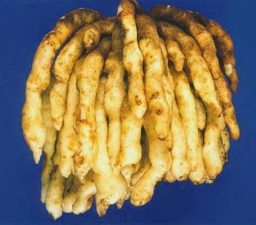 274 LOST CROPS OF AFRICA Tubers of native potatoes (here, Plectranthus esculentus) grow where a shortage of suitable vegetable crops now results in endemic malnutrition.