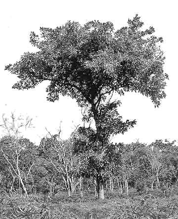 304 LOST CROPS OF AFRICA Traditionally, the large and treasured shea butter tree provided the primary edible vegetable fat to peoples inhabiting a vast tract of wooded grassland this is vulnerable to