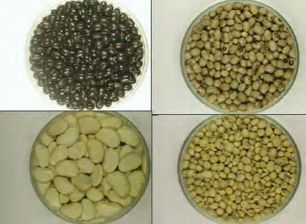 324 LOST CROPS OF AFRICA Seeds of three varieties of African yambean from farmers fields in Nigeria (soybean lower-right for comparison).
