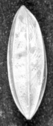 archon Castniidae