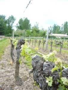 A strict control of the vineyard is the key to produce high quality fruit, thesearchofanoptimummaturityofeachgrapevariety,