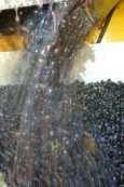 trellis givinga large leaf setting, In the cellar a slow extraction of tannins, a wine-making with each parcel in separated