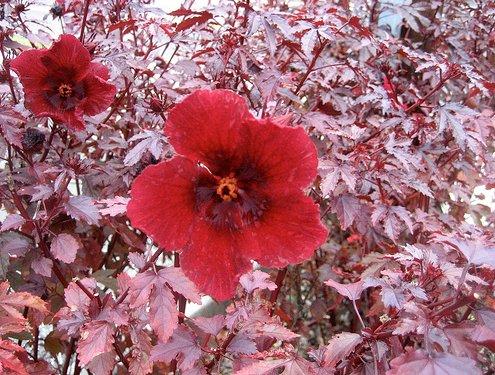 There is another closely related hibiscus which is often called the Florida cranberry. It has maroon leaves.