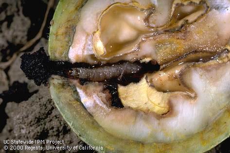 Codling Moth damage to walnuts almost completely controlled without pesticide applications. http://www.ipm.