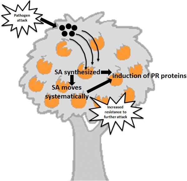 com/citrus/insect-disease-update/scientists-find-success-fighting-citrusgreening-with-gmos/ Dutt M, Barthe G, Irey M, Grosser J (2015) Transgenic Citrus Expressing an Arabidopsis