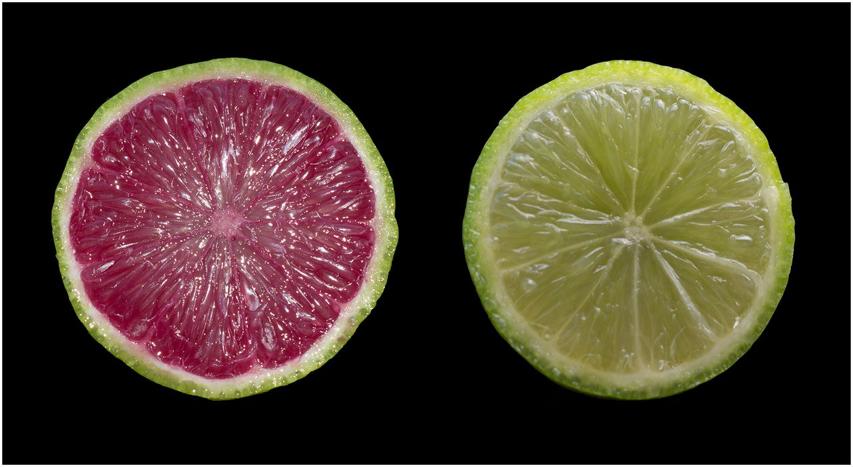 Ornacitrus Fig. 3. Cross-sections of a transgenic Ruby overexpressing Mexican lime fruit with a control nontransgenic fruit for comparison. Fig. 2.