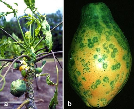 Affects papaya and cucurbits. Causes leaves to yellow and small fruit.