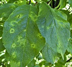 Plum Pox Virus Causes Sharka disease in stone fruit Spread by aphids and infected