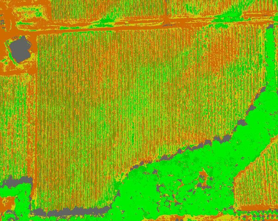 NDVI highlights canopy vigour yellow (low) to